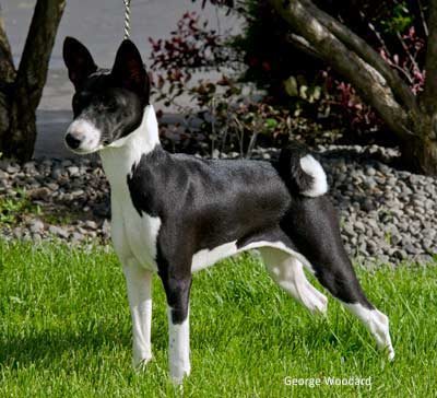 Black Basenji