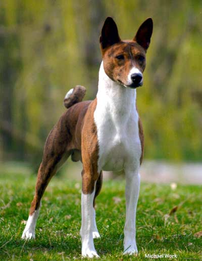 Brindle Basenji