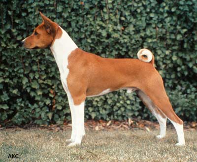 Red Basenji