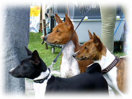 Four Basenji Colors