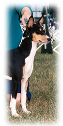 Tri color Basenji