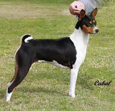Tricolor Basenji