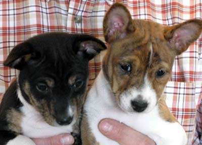 Brindle and Trindle Puppies