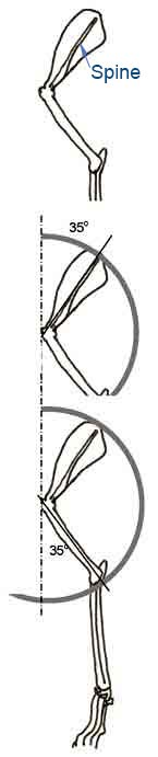 Shoulder blade diagram