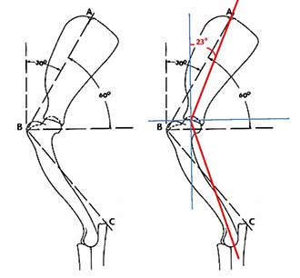 Two ways to measure forequarters
