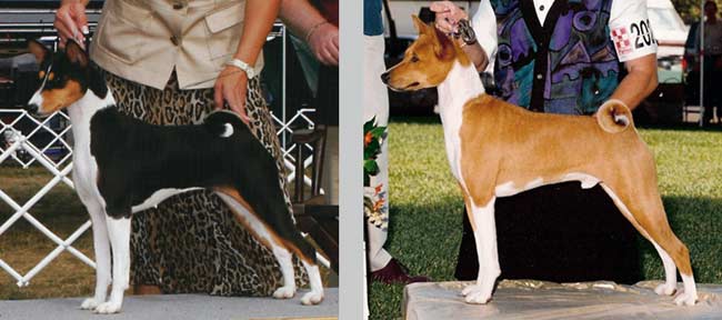 Dog and Bitch Compared