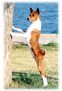 Side View Hindquarters