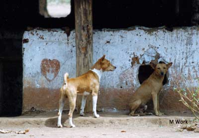 Basenjis in Africa 1987