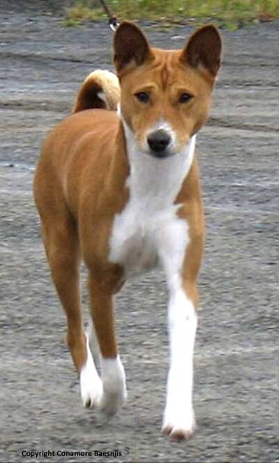 Well set ears