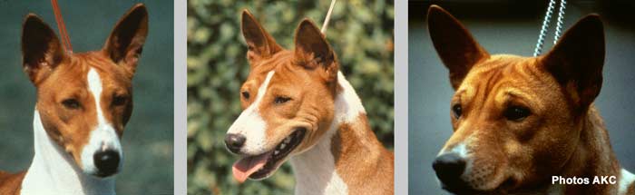 Compare ears