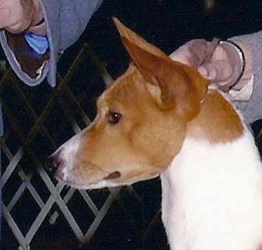 Underjaw