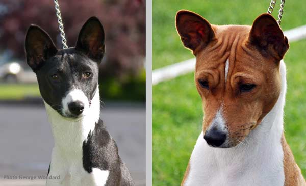 Basenji Wrinkles