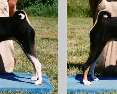 Comparing hocks