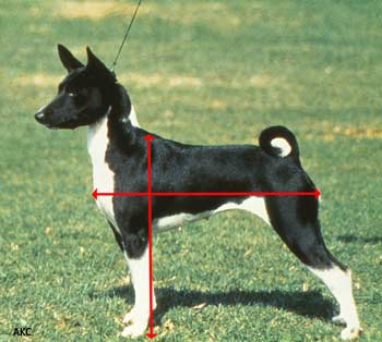 Measuring a Basenji