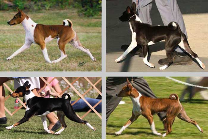 Basenjis at the Trot