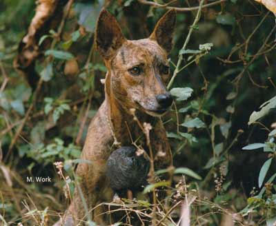 Hunting in Africa
