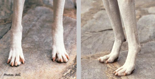 Poor feet
