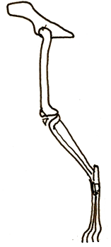 Skeletal representation of rear leg