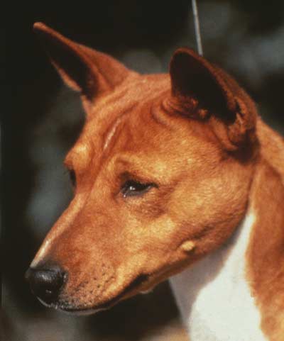 Taper from cheek to muzzle