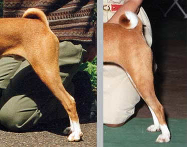 Poor Rears