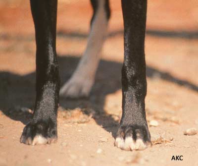 White Feet