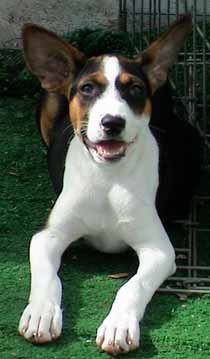 A young tricolor basenji puppy in rescue