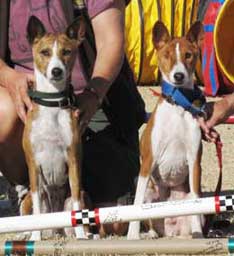 Basenji Mach and Pach titlists