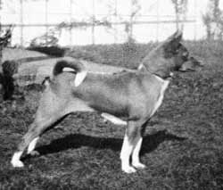 Story of Basenji Amatangazig