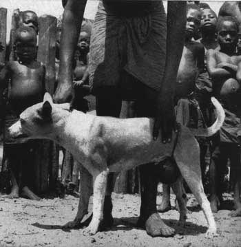 Native Basenji