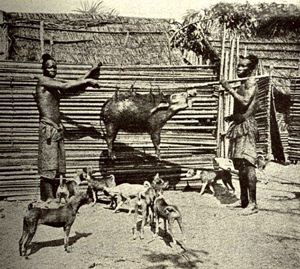 1907 Basenjis in Africa