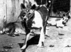 Basenjis at Berlin Zoo 1905