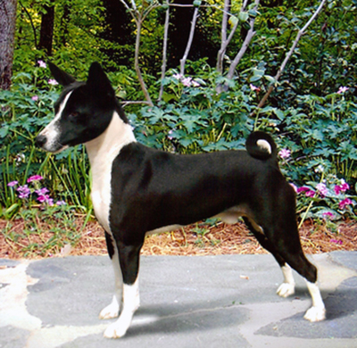 Black and white Basenji wins Best in Show