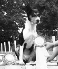 Basenji Bette