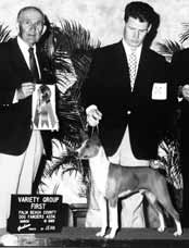 Best in Show Basenji Photo