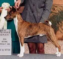 Basenji Best in Show 
