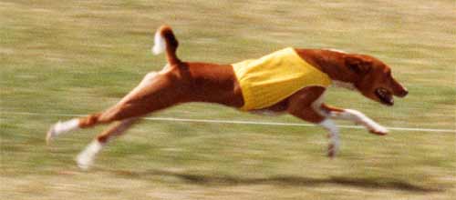 First AKC Field Champion Basenji