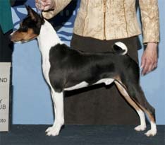 Photo first grand champion basenji