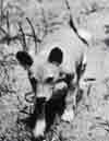 Puppy Fula in Africa