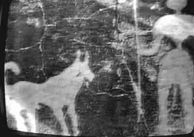 Basenjis in ancient cave painting