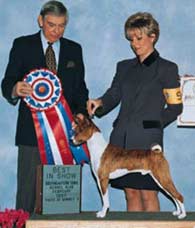 Basenji in show Basenji photo