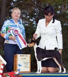 Basenji tri-colour winner