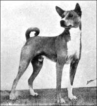 Photo of Kwillo of the Congo