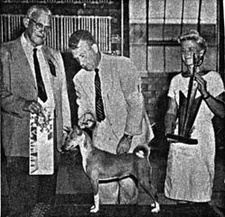 Show photo of Basenji