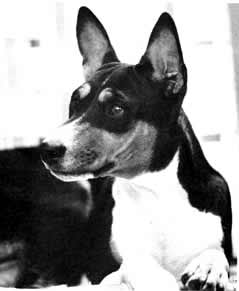 Basenji tri-color