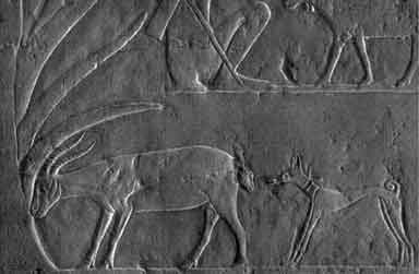 Basenji-Like Dog Mastaba of Akhuthotep
