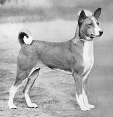 Photo of Ch Phemister's Melengo