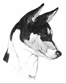 Sherwan Basenji note cards