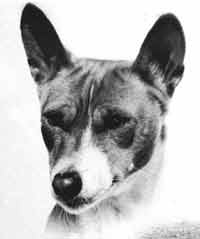 Red and white basenji