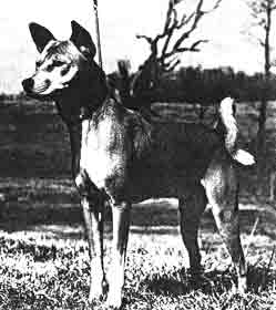 Photo of Basenji Tiki-Tiki
