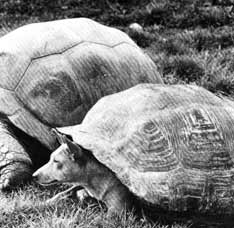 Basenji with turtle shell